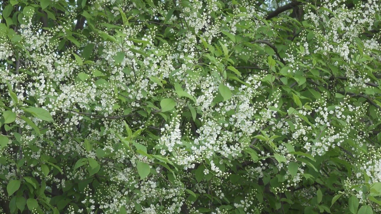 番荔枝(Prunus padus)是蔷薇科的一种开花植物，又名“鸟樱桃”(bird cherry)、“朴树”(hackberry)、“hagberry”(hagberry)或“五月天树”(Mayday tree)视频素材