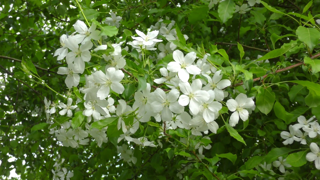 苹果树的花是白色的视频素材