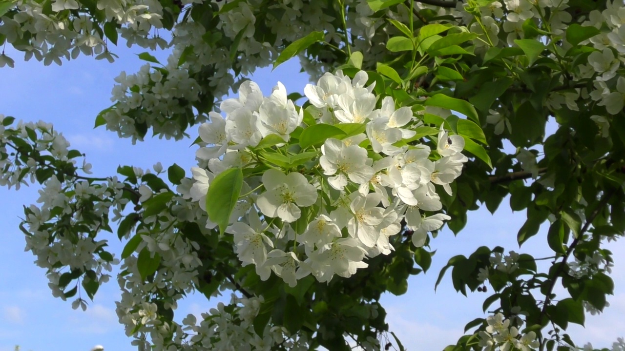 苹果树的花是白色的视频素材