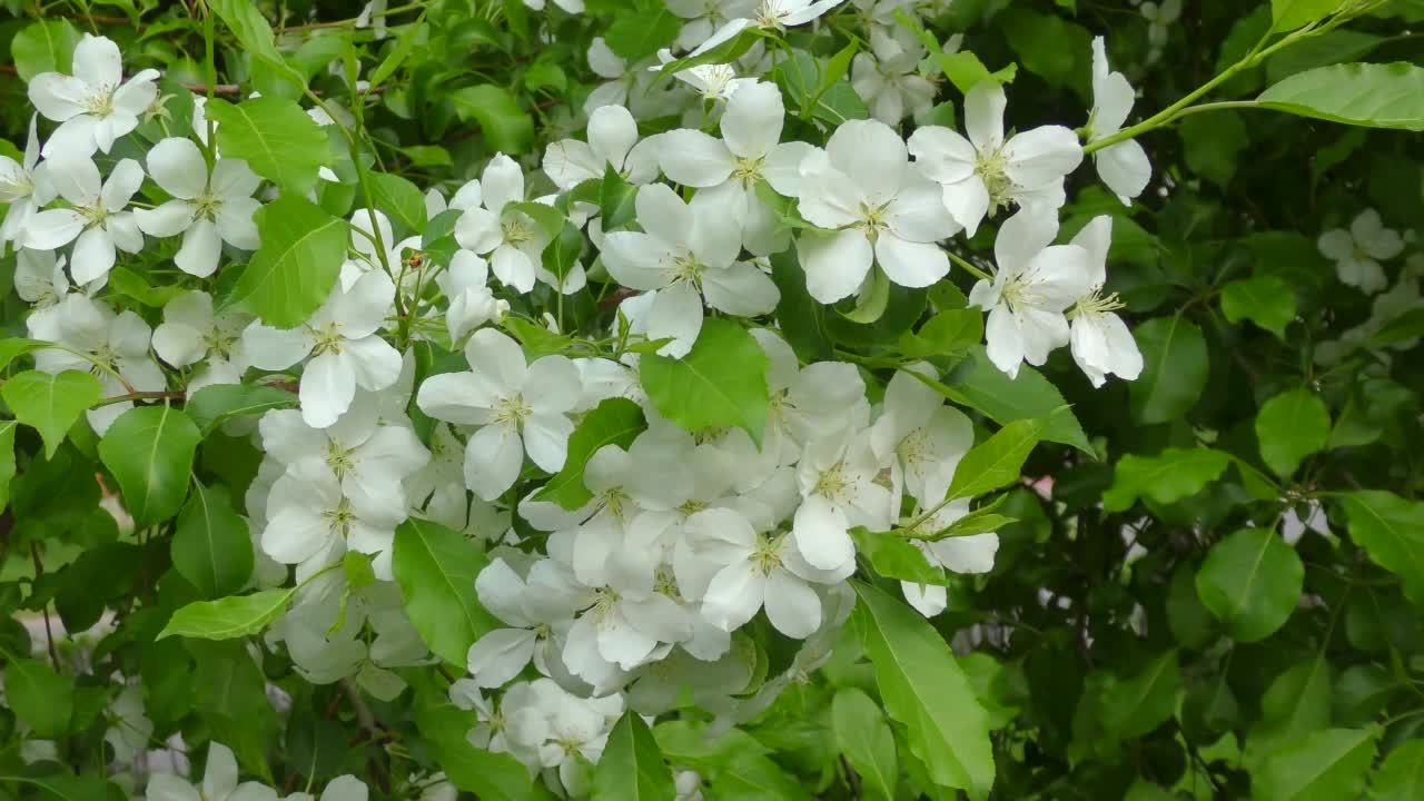 苹果树的花是白色的视频素材