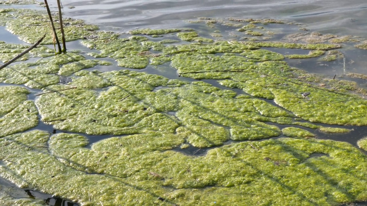 河流芦苇旁的地表水藻类污染黏液视频素材