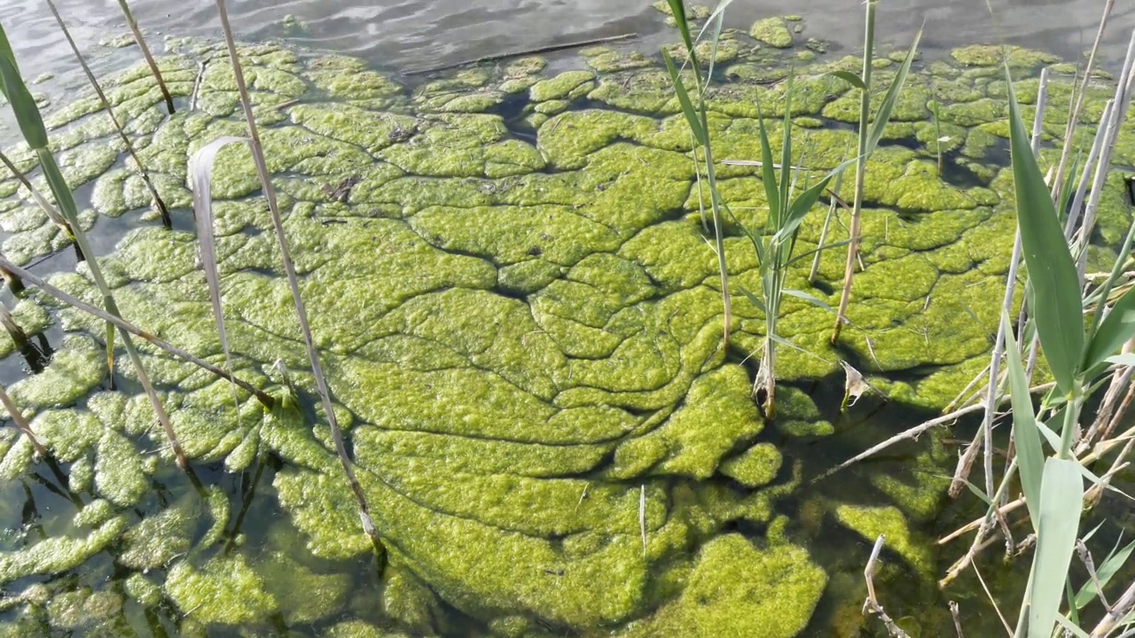 河流芦苇旁的地表水藻类污染黏液视频素材