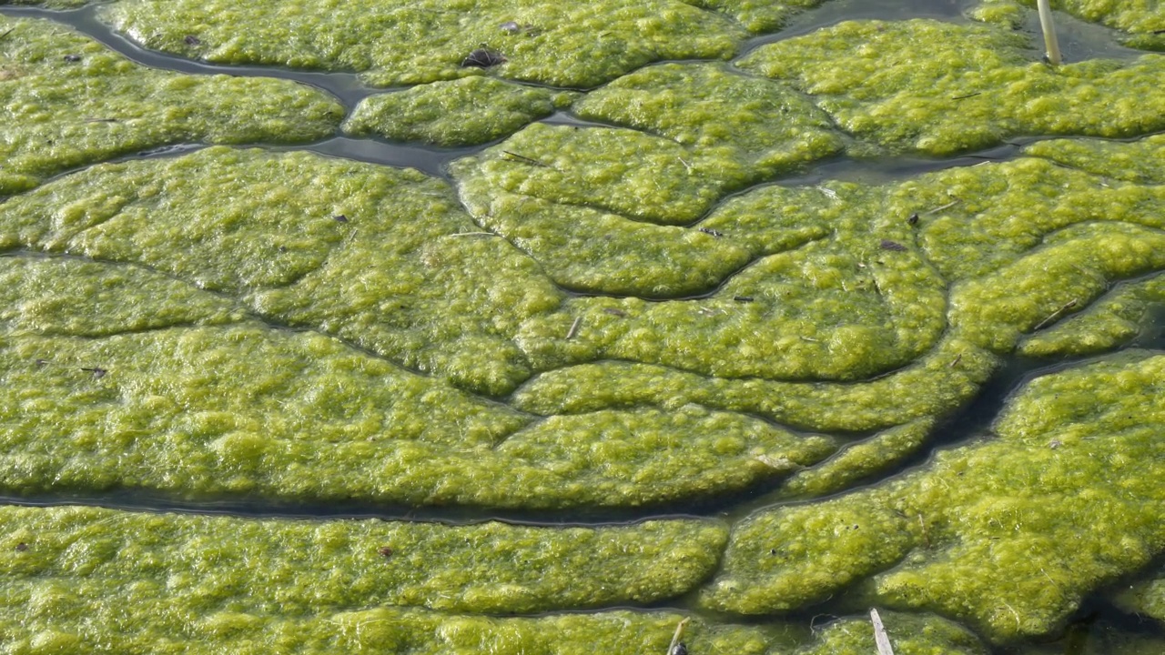 河流芦苇旁的地表水藻类污染黏液视频素材