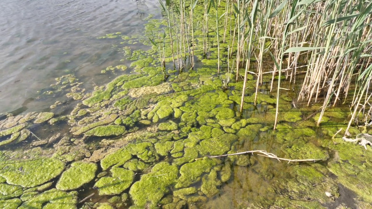 水藻对靠近河流的地表水芦苇造成污染视频素材