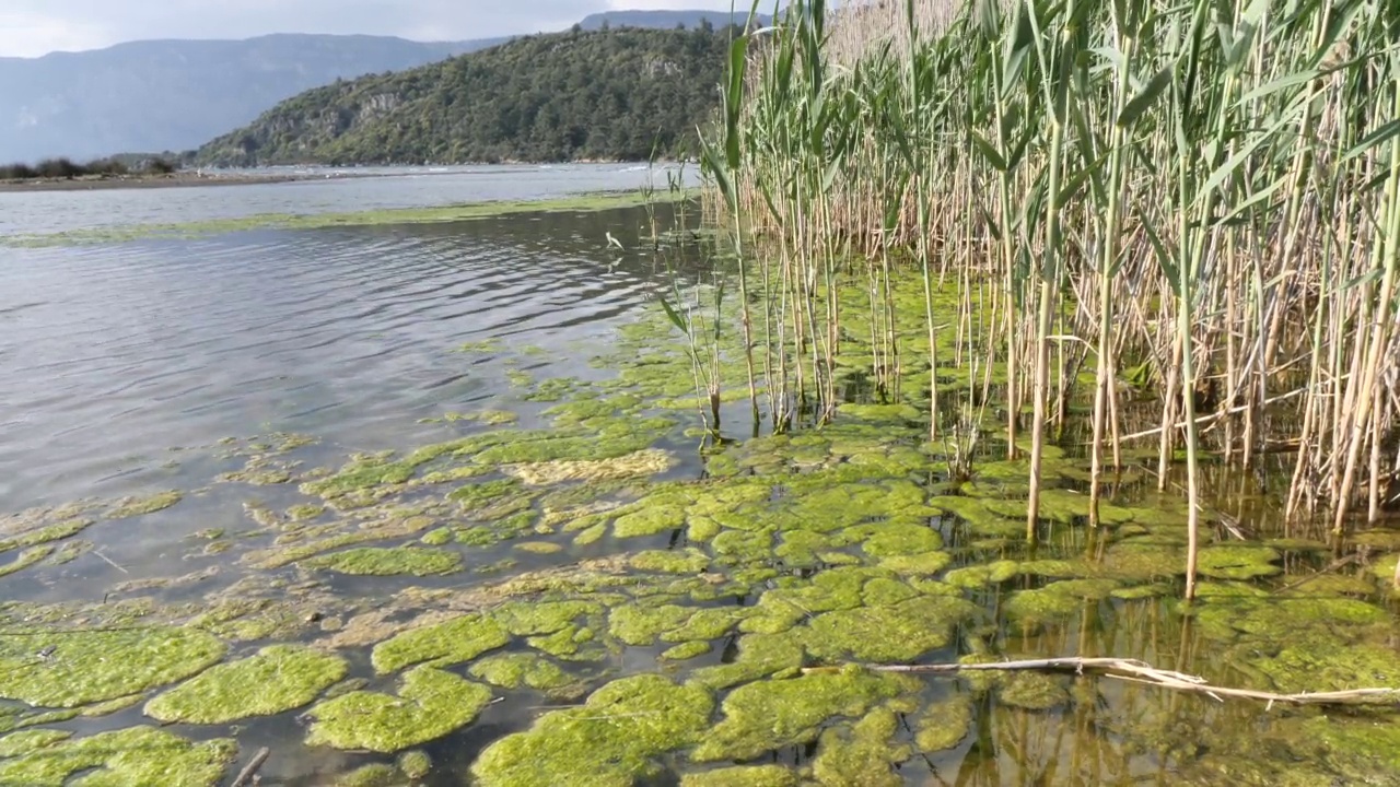 水藻对靠近河流的地表水芦苇造成污染视频素材