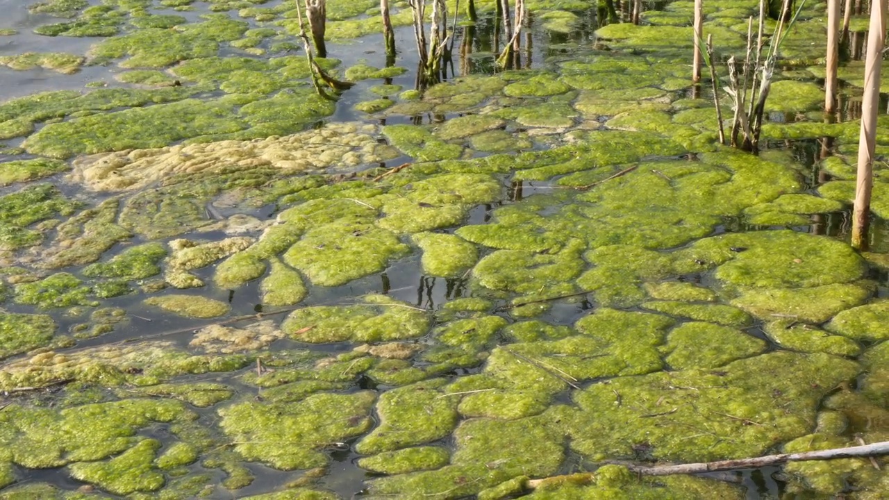 河流芦苇旁的地表水藻类污染黏液视频素材