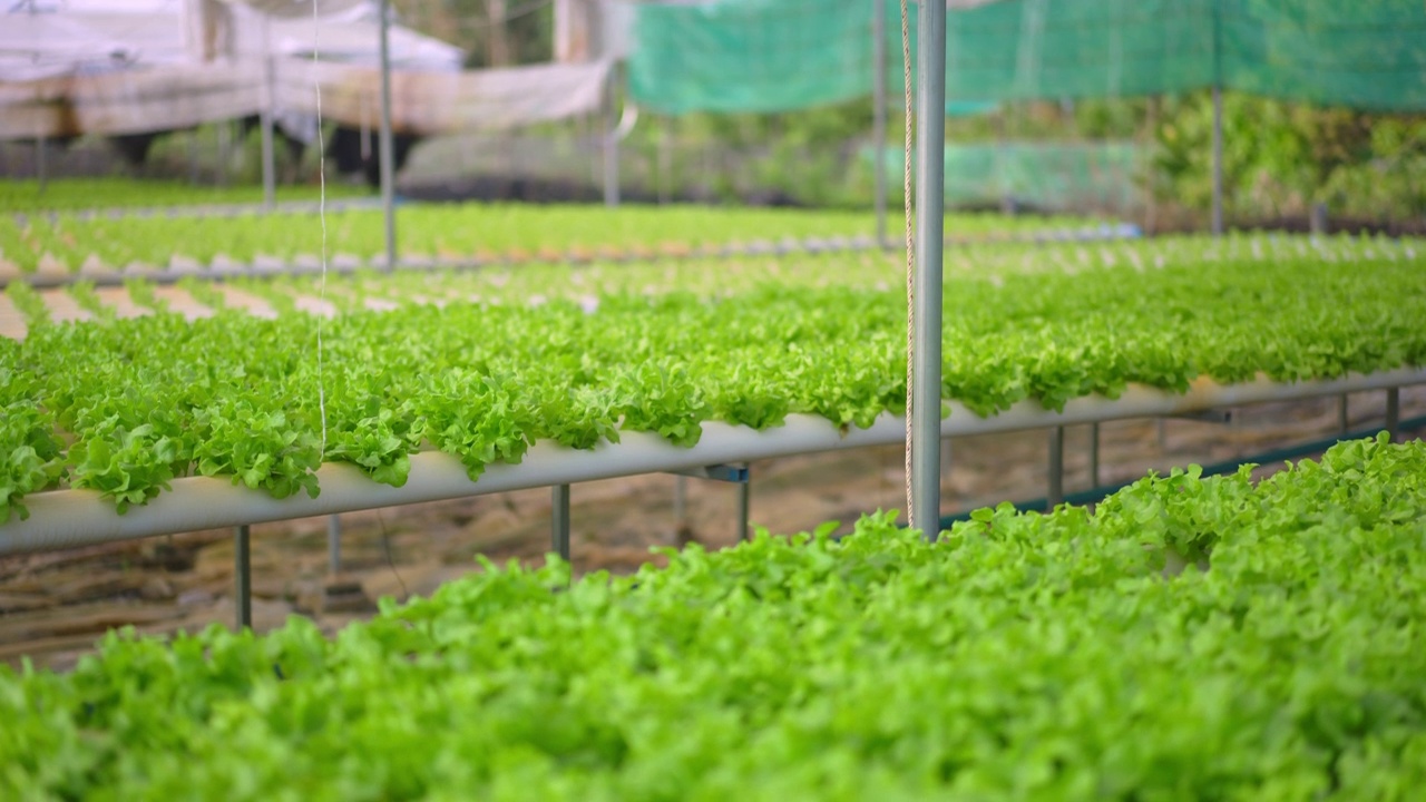 在现代生态水培农场、花圃中种植成排的新鲜多汁植物。健康、环保的理念，富含维生素的均衡饮食。农业技术，绿色创新视频素材