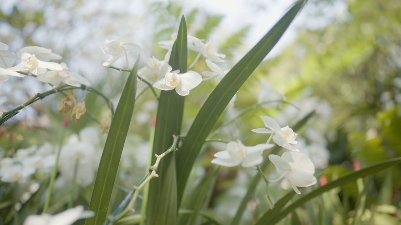 近距离观赏花园公园内的兰花花饰视频素材