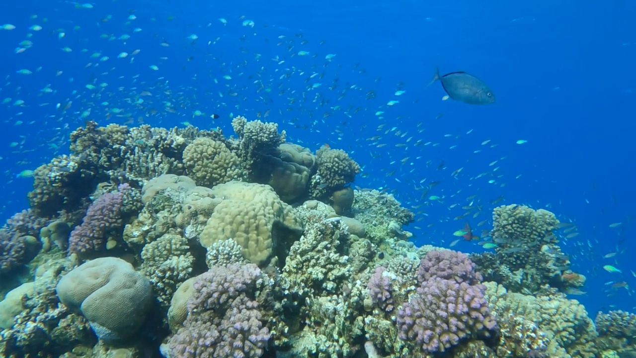 美丽的珊瑚礁上五颜六色的热带鱼。阿拉伯Chromis (Chromis flavaxilla)，半对半Chromis (Chromis didiata)和Lyretail Anthias (Pseudanthias squamipinnis)。镜头推进视频素材