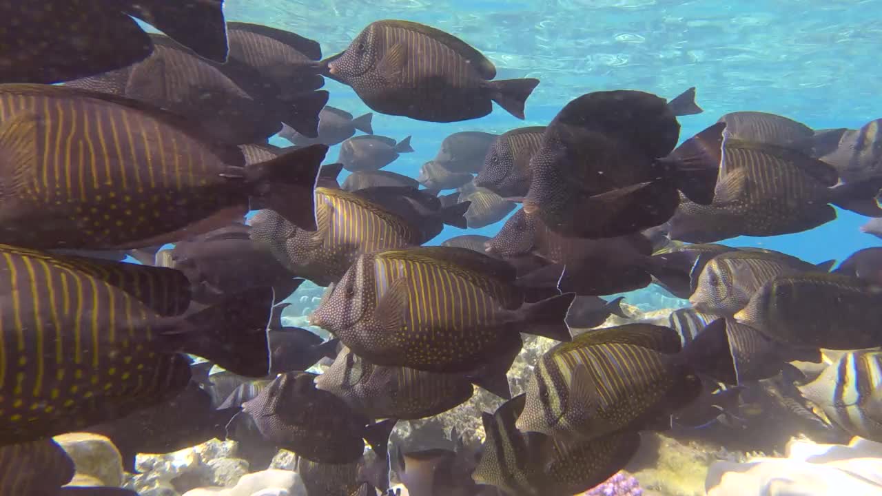 阳光下，一群混合的唐帆在浅水区的珊瑚礁上游泳觅食。海洋中的水下生物。(4 k-60fps)视频素材