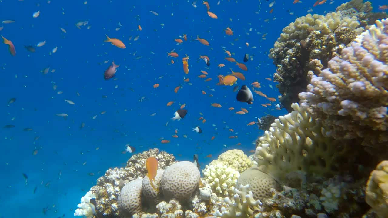 美丽的珊瑚礁上五颜六色的热带鱼。阿拉伯Chromis (Chromis flavaxilla)，半对半Chromis (Chromis didiata)和Lyretail Anthias (Pseudanthias squamipinnis)。4 k-60fps视频素材