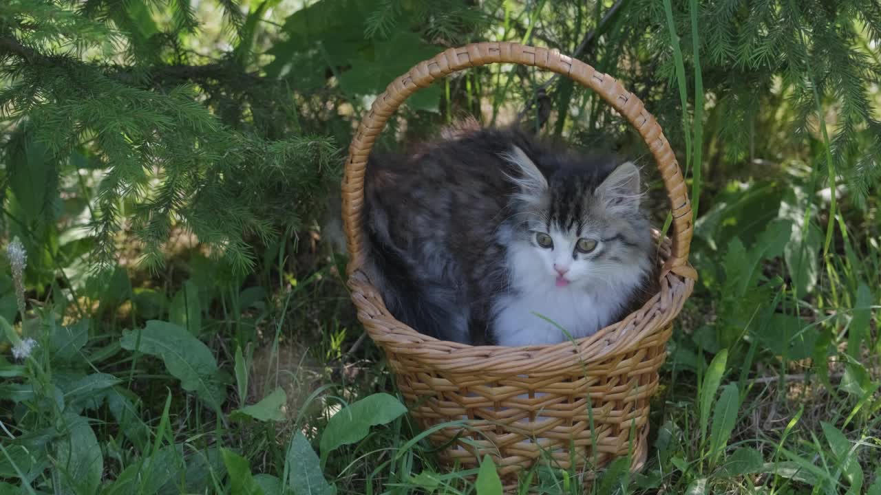 篮子里的西伯利亚小猫视频素材