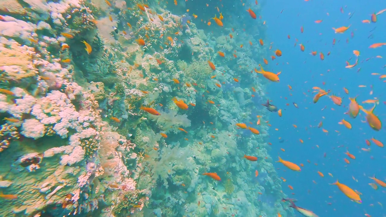 美丽的热带珊瑚礁景色与鱼群视频素材