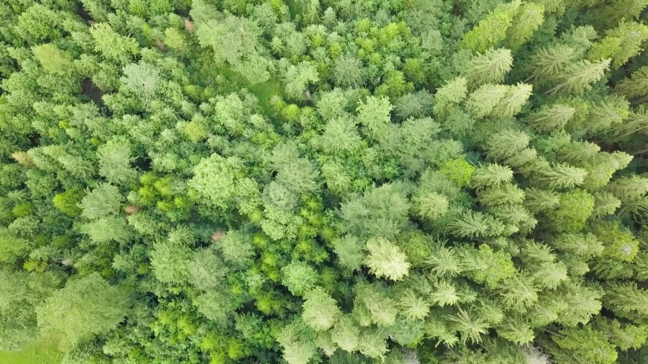 从无人机拍摄的喀尔巴阡山脉森林的惊人照片。广角全景拍摄美丽的树木在西尼维尔湖旁边的西尼维尔草地。乌克兰喀尔巴阡山脉的美丽风景。视频素材