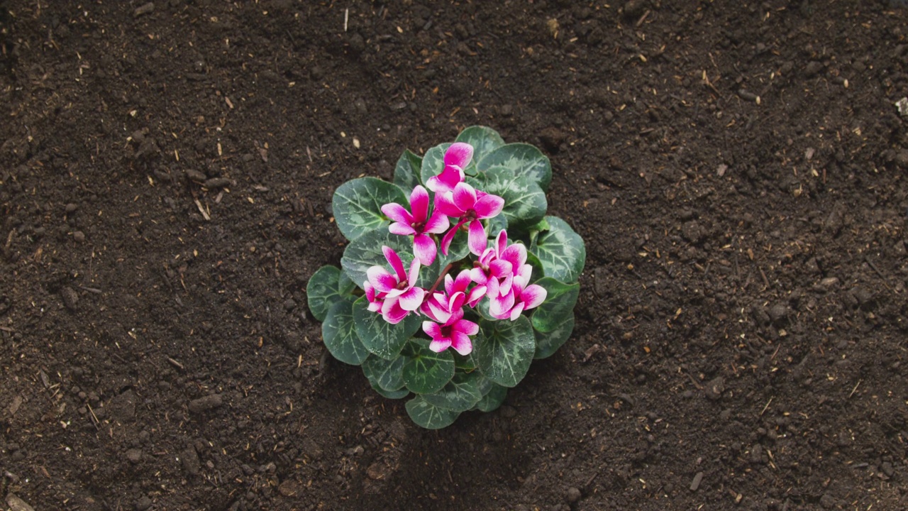 仙客来仙客来属植物，粉红色的花从土壤中生长出来视频素材