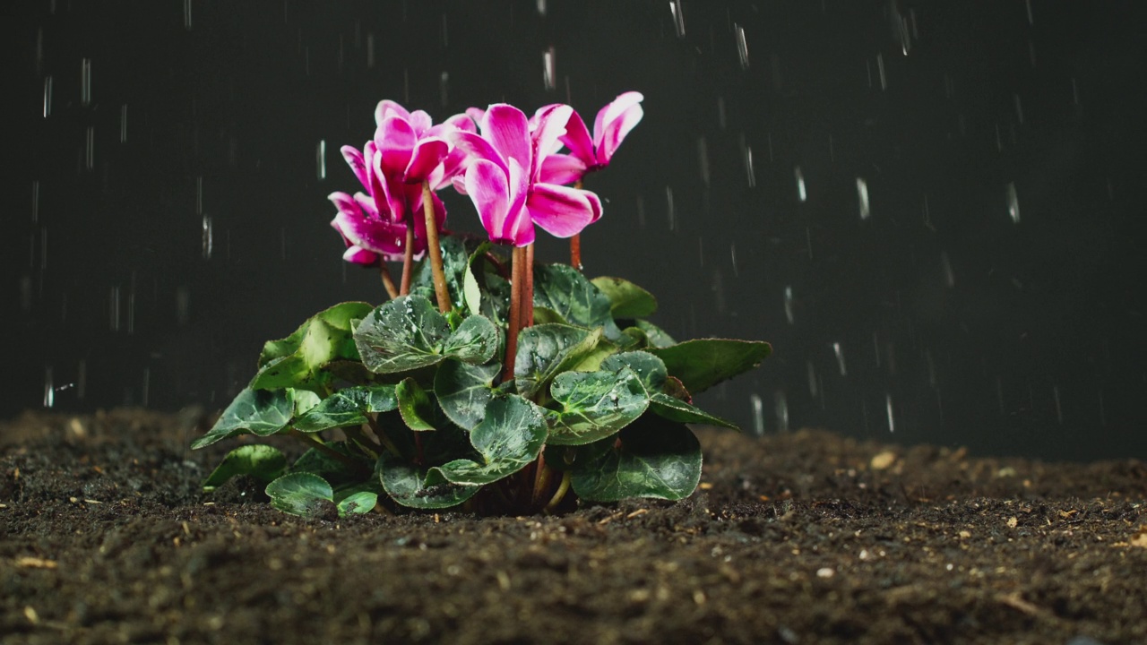 侧面的粉红色仙客来仙客来植物在土壤被灌溉或在雨镜头在慢动作视频素材