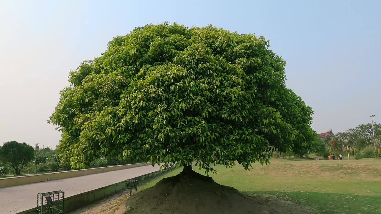 绿油油的草地上有一棵树，柏油路穿过，背景是蓝天。日落时分的田园风光。视频素材