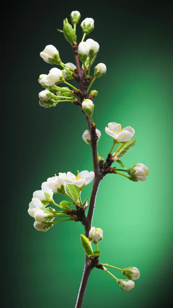 绿色背景垂直种植苹果树枝条开花研究视频素材