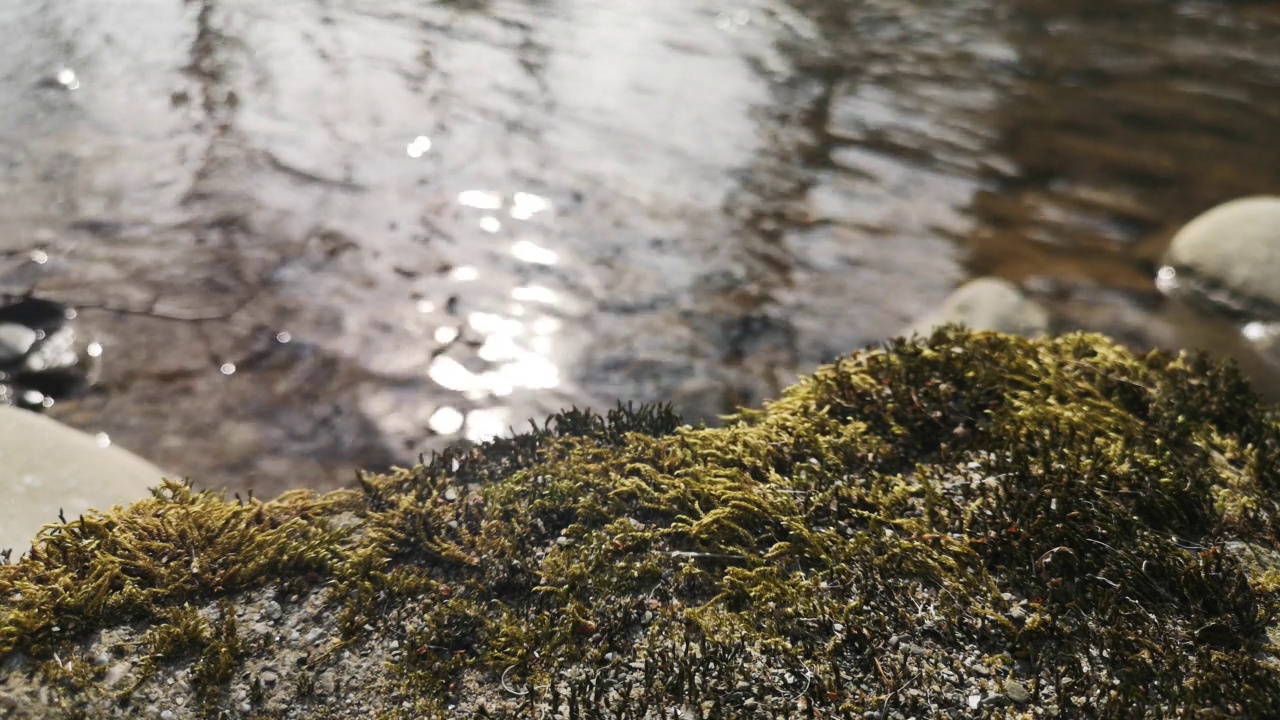 春天清澈透明的山河的水流视频素材