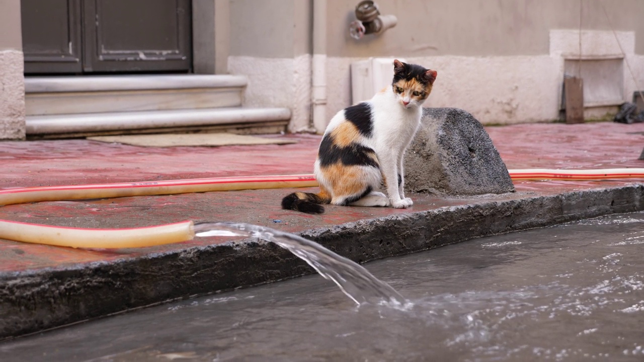 猫坐在人行道上，水从水管里流出来，回头看看视频素材