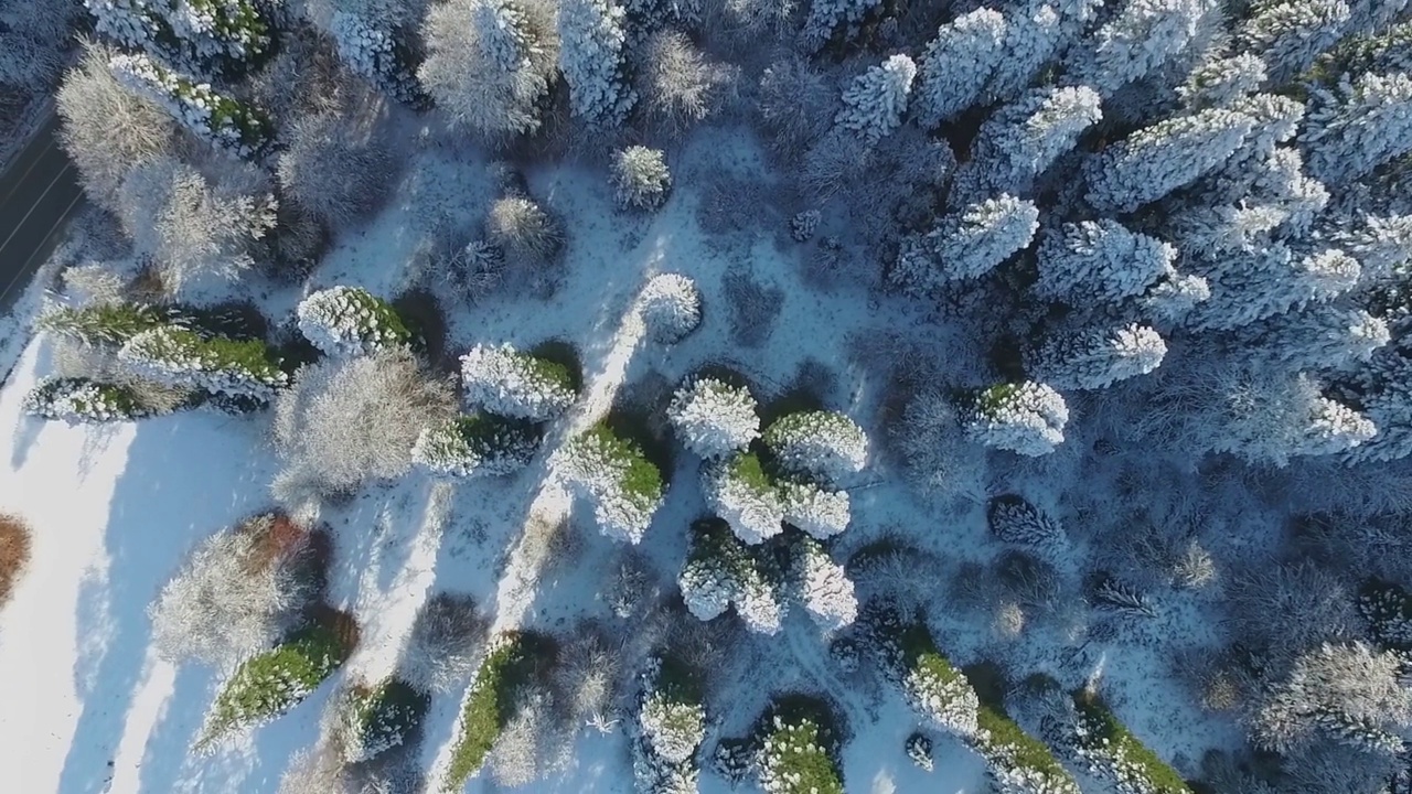 树上的雪从上面看，冬天视频素材