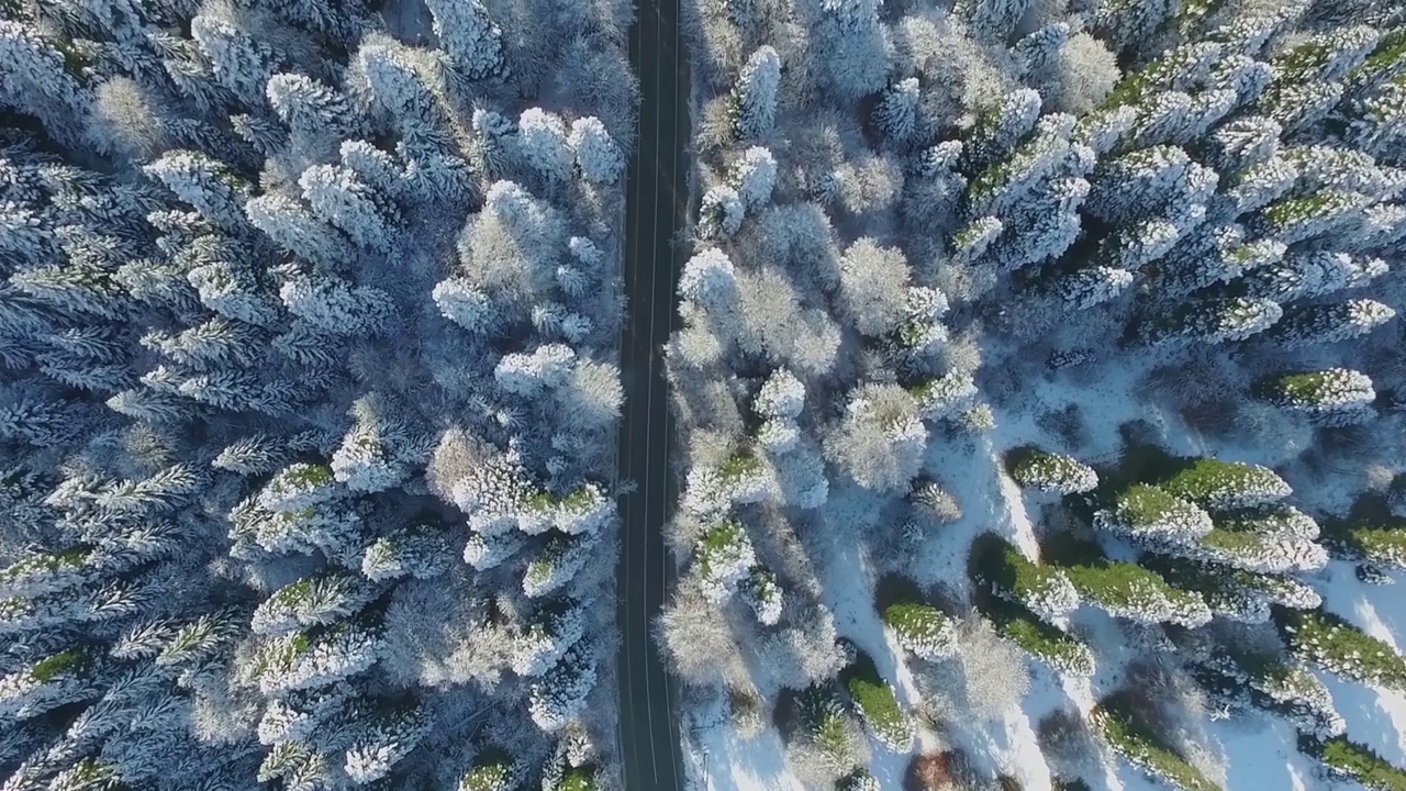 雪中的树和从上面俯瞰的道路视频素材