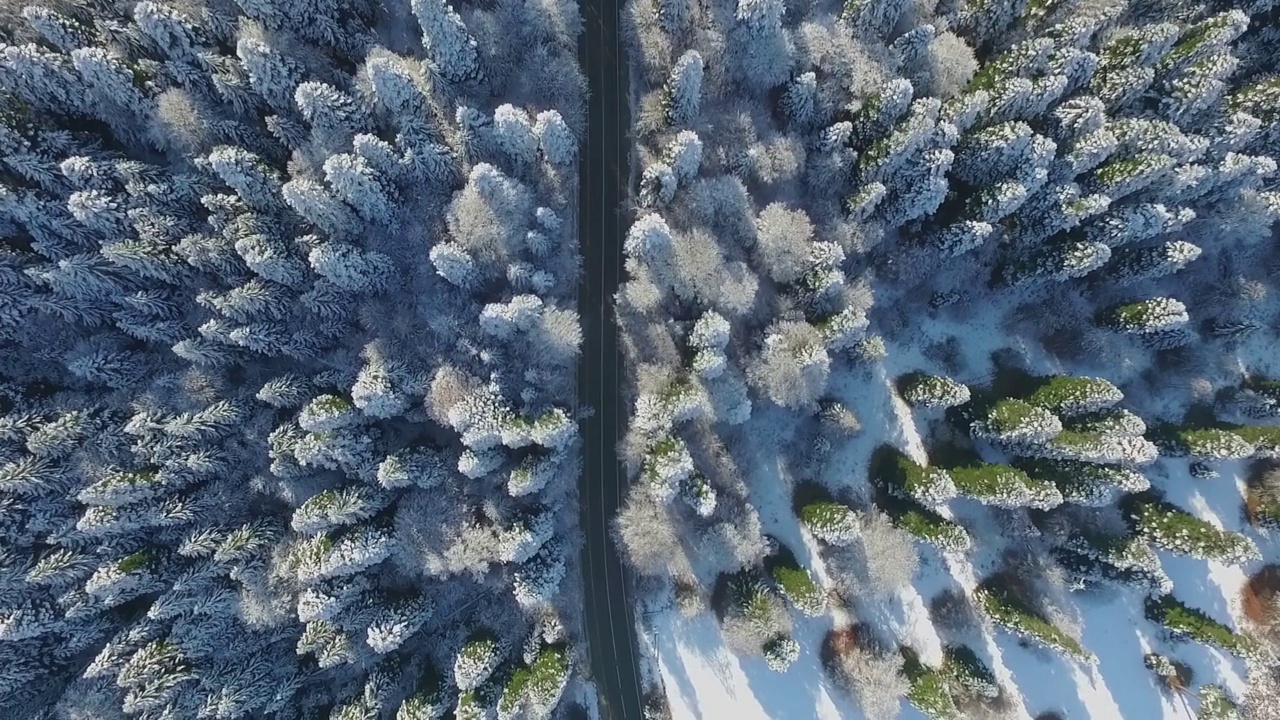 雪中的树和从上面俯瞰的道路视频素材