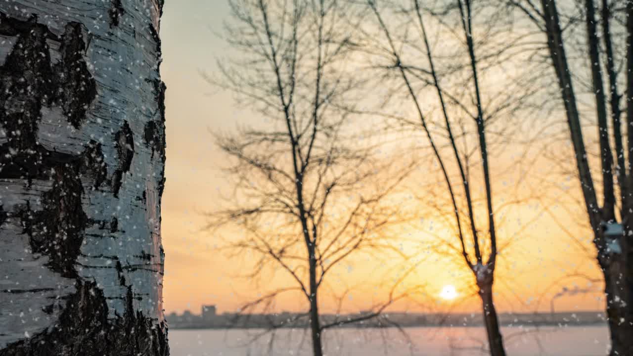 美丽的冬日夕阳，摄像机沿着白桦树从下到上移动。美丽的降雪。4 k视频素材