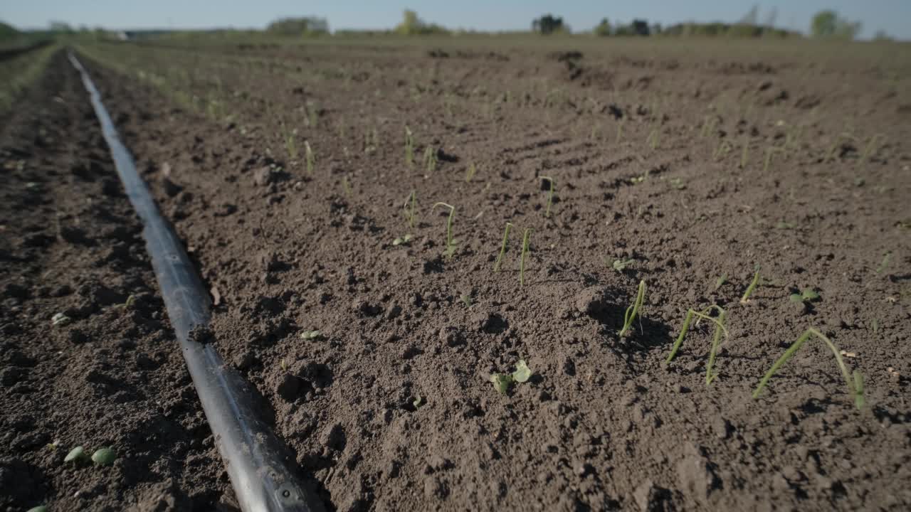 新鲜的小麦幼苗从地里发芽了。庄稼在田间发芽。收获有机耕种。视频素材