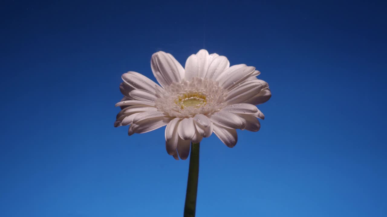 水族缸里的白色菊花。在蓝色的背景上视频素材