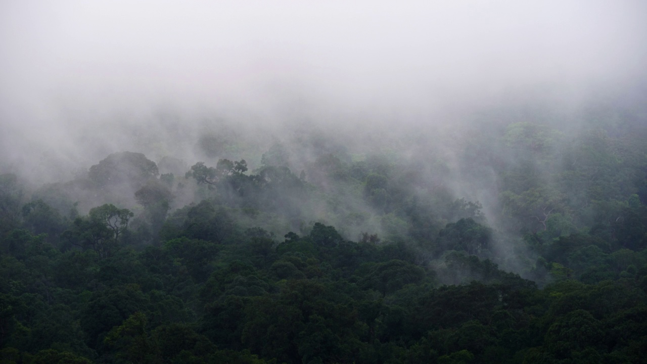 清晨雾蒙蒙的森林，山川和热带森林的景色，自然背景视频素材