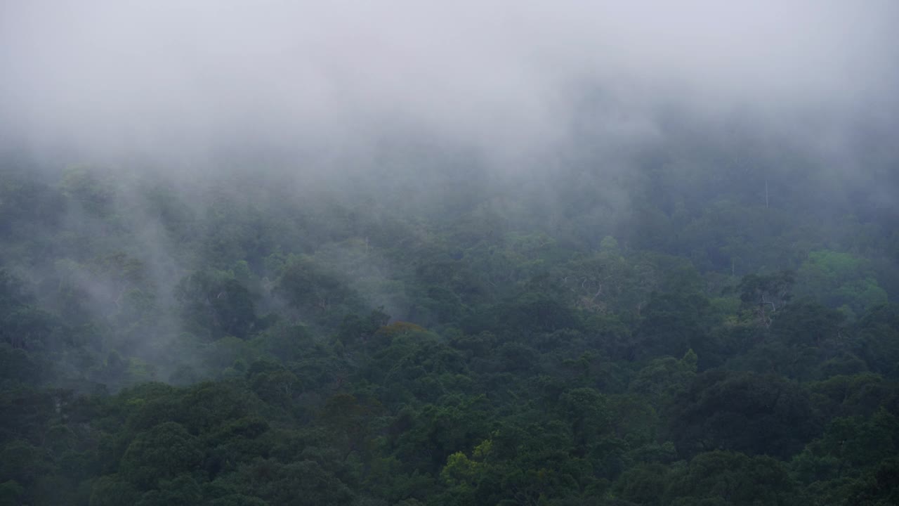 清晨雾蒙蒙的森林，山川和热带森林的景色，自然背景视频素材