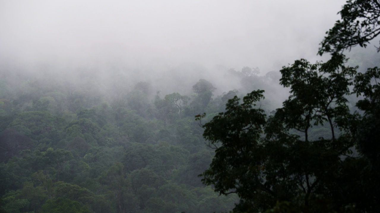 清晨雾蒙蒙的森林，山川和热带森林的景色，自然背景视频素材