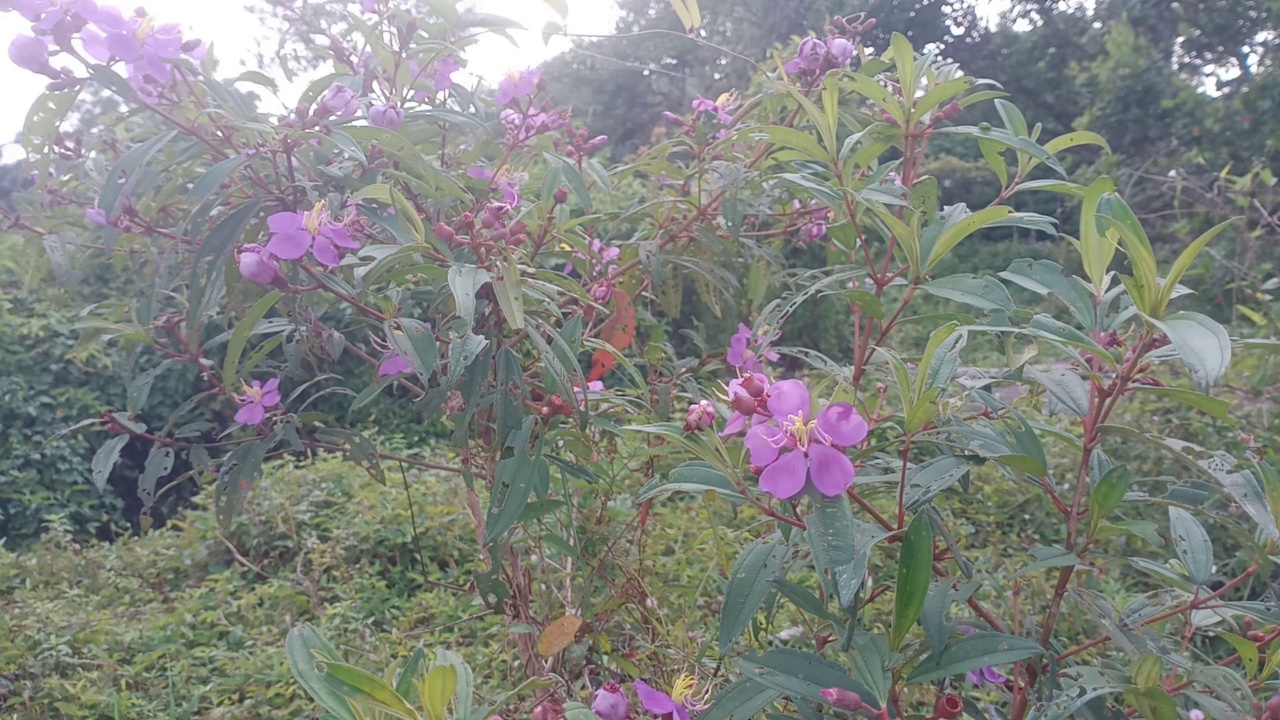 马拉巴，印度杜鹃花，新加坡杜鹃花和植物特写视频素材