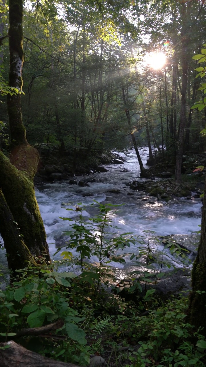 流动的山川森林溪流和阳光视频素材