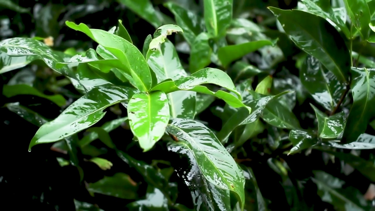 绿叶的苹果玫瑰树顶在雨中，在风中摇曳，被雨点打湿了视频素材