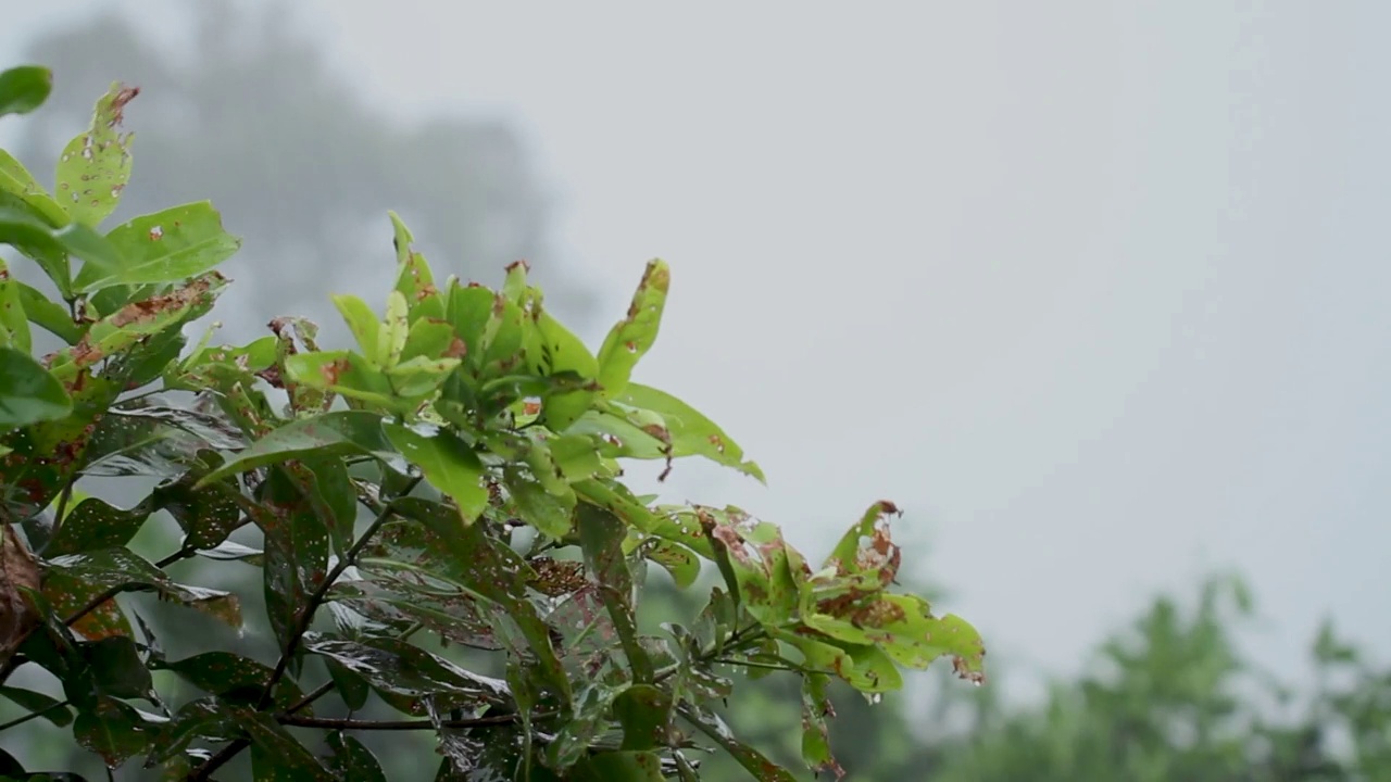 绿叶的苹果玫瑰树在雨中，随风摇曳，不健康的叶芽被害虫吃掉视频素材