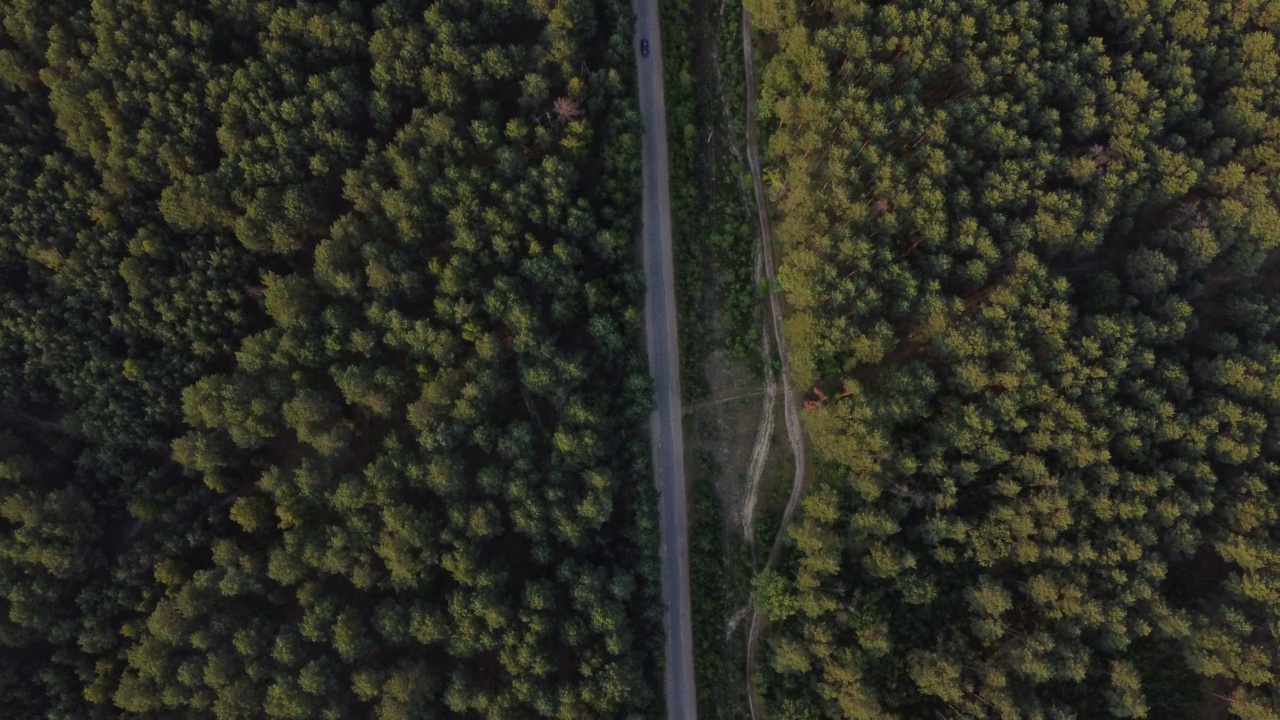 鸟瞰图飞过一条泥泞的森林道路，道路两边长满了茂密的绿树。汽车沿着森林道路行驶。汽车驶过松林。俯视图视频素材