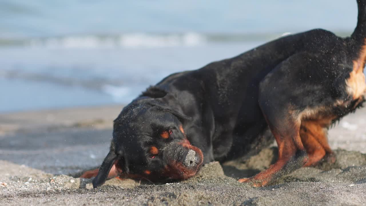 狗在海边翻筋斗视频素材