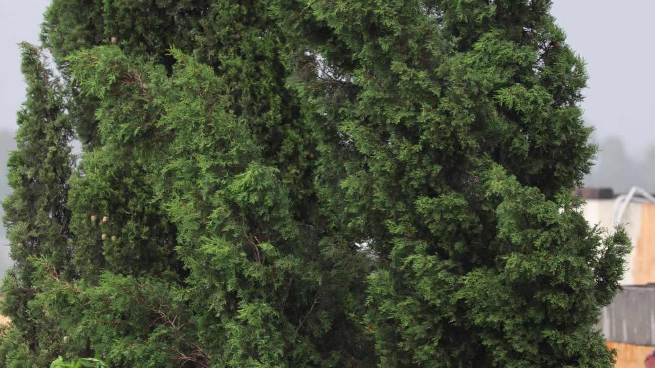 雨视频素材