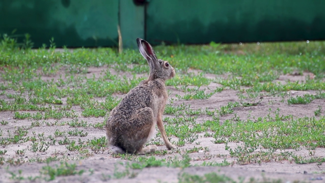 草原上的野野兔(欧洲lepus europaeus)特写视频素材