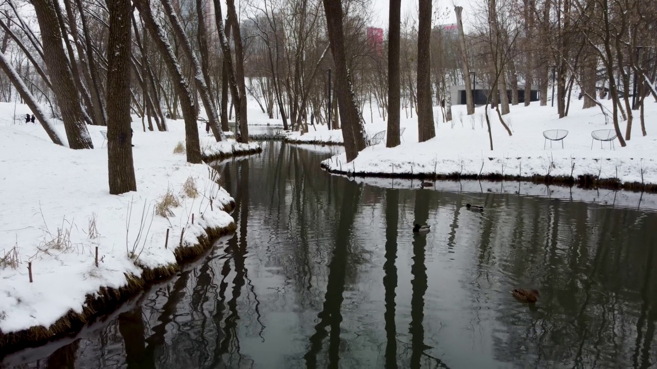 一群鸭子在冰雪覆盖的城市公园里游泳视频素材