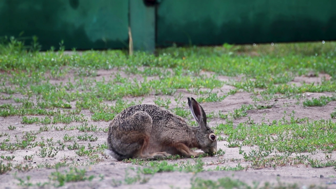 草原上的野野兔(欧洲lepus europaeus)特写视频素材