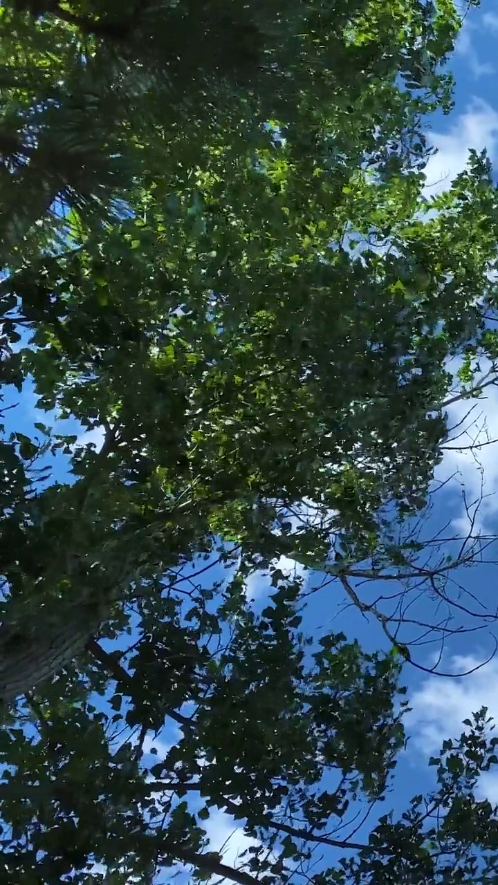 挺拔的大树在强风中吹动视频下载