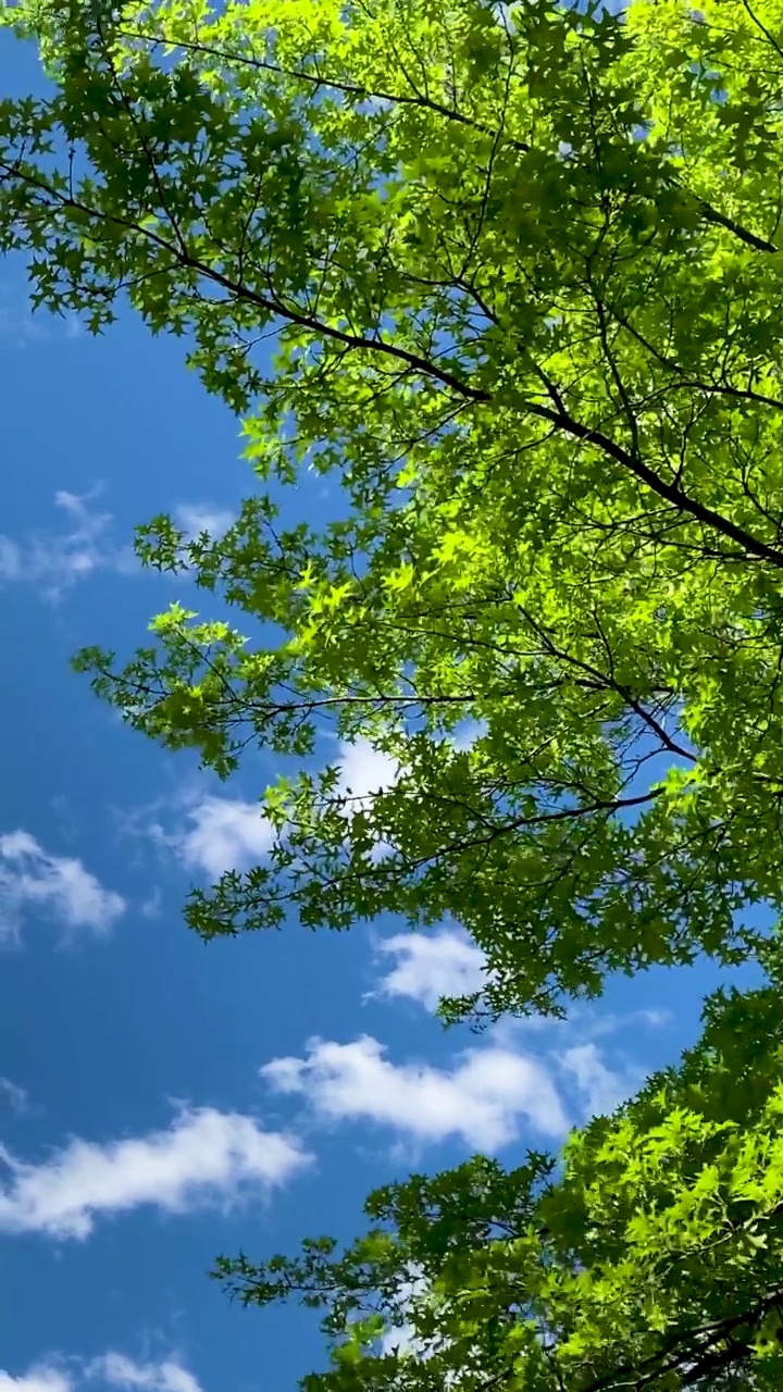 垂直风天吹树和云视频素材