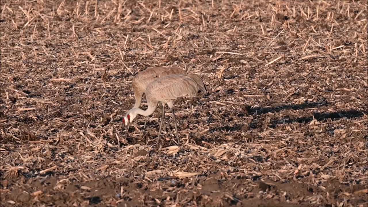 野外起重机视频素材