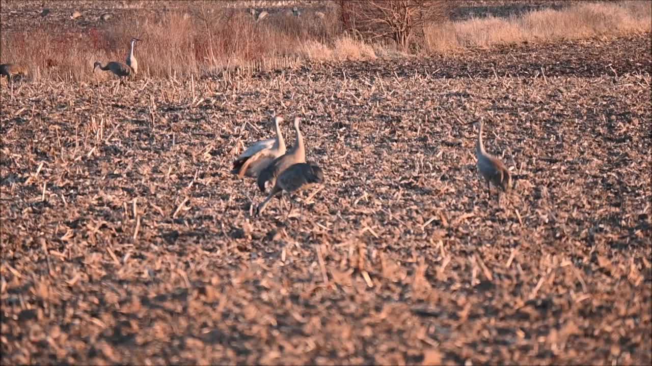 野外起重机视频素材