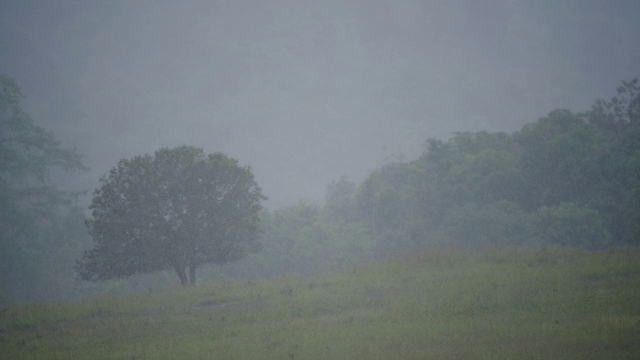 森林里的雨景，自然背景视频素材