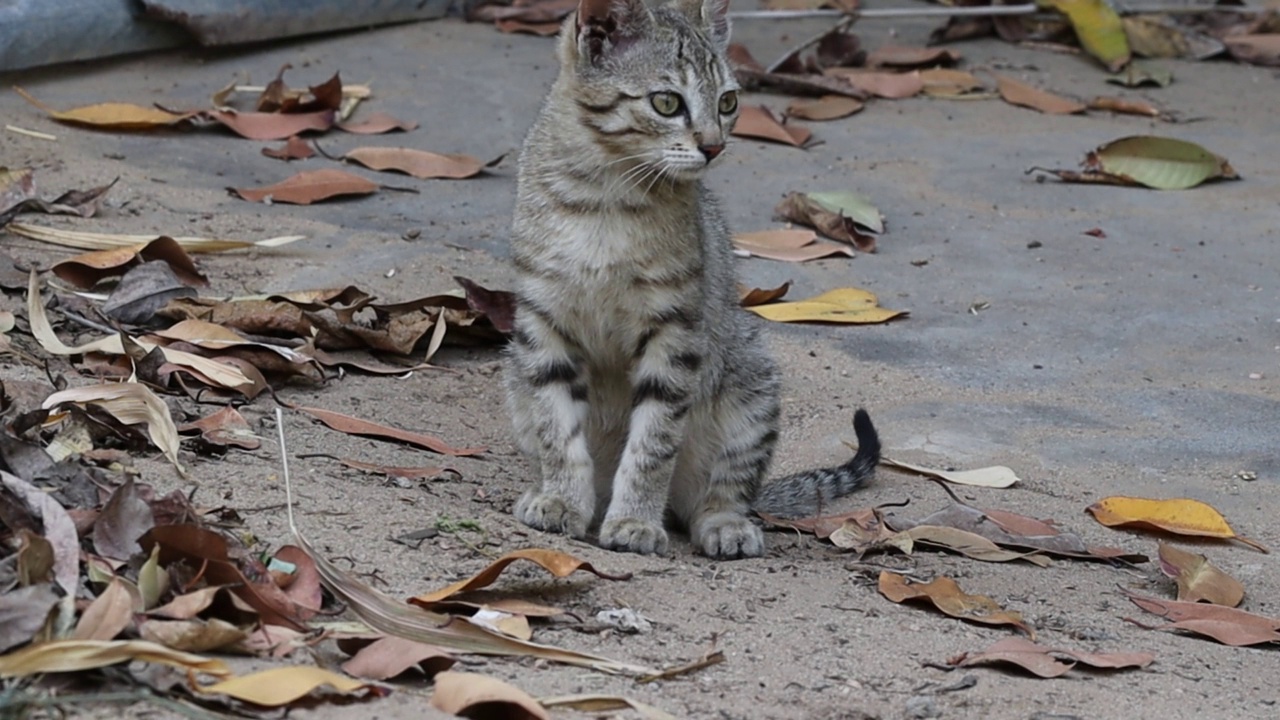 一只小斑猫在洗脚视频素材