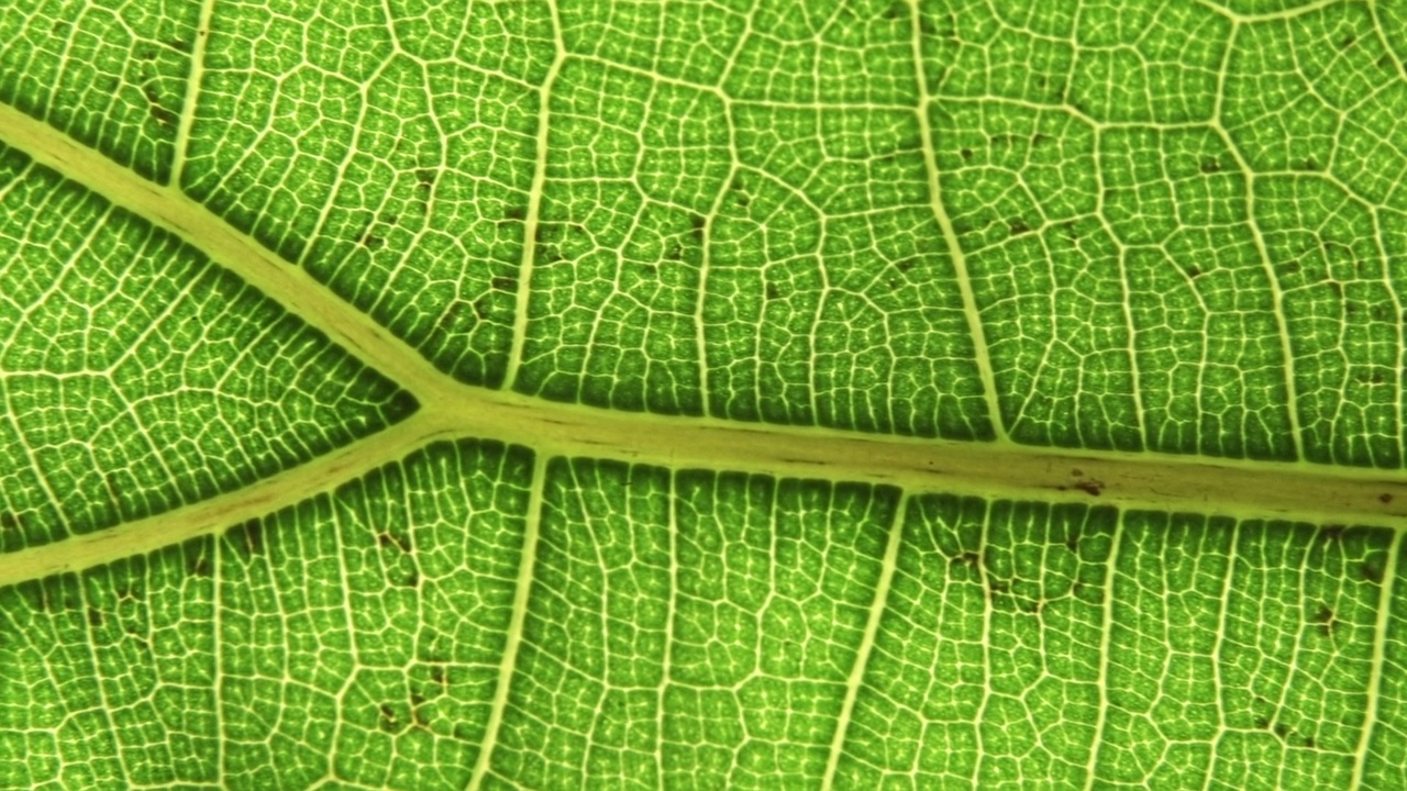 绿叶背景。宏观植物纹理和自然模式特写。植物学，天然成分，植被概念。选择的重点视频素材